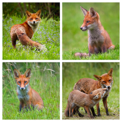 Red Foxes