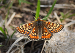 Marsh Fritillary