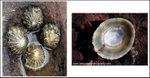 IDA009: Patella vulgata