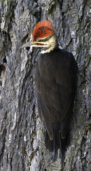 Backyard Birds of the Pacific Northwest portfolio