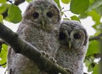 Tawny Owl - Strix aluc...