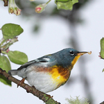 Setophaga americana (male)