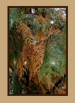 Thuja occidentalis