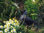Jackdaw
