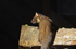 Pine Marten