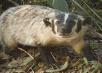 Badger- Anthony Simpson