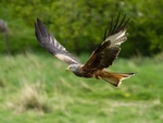 Red Kite
