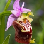 Apulian Ophrys (Ophrys fuciflora ssp apulica  also O. holoserica ssp apulica and O. apulica)