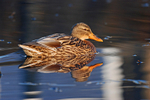 Mallard