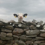 Calf looking over a  old stone wall, Ireland