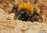 Andrena clarkella (f)