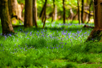 bluebell Hyacinthhoides non-scripta-4738