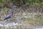 Tricolored Heron portfolio