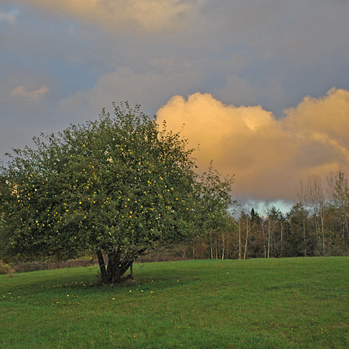 The greenery of late summer in contrast with a stormy evening sky.