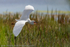 Little Egret (Egretta garzetta) calling