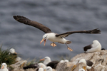 Black-browed Albatross on landing approach to colony, Falklands