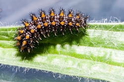 Heath Fritillary Larvae