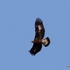 Golden Eagle (Aquila chrysaetos) 1yr