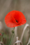 Poppy Flower  _FL020