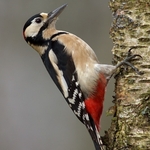 Woodpecker
