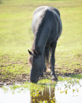friesians 101-1