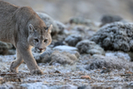 Male Puma Brissa, frosty morning, Torres del Paine, Chile