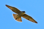 Peregrine (juvenile) in flight at Durlston