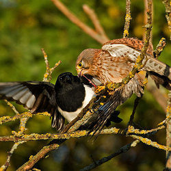 Kestrel vs Magpie