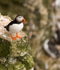 Puffin