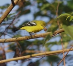 Common Iora