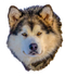 Malamute_6883