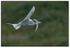 Arctic Tern, Isle Of May.