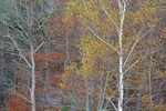 Wareham Forest 1