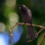 Northern Black Flycatcher portfolio