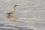 Javan Pond Heron (juvenile), Bali, Indonesia