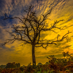 Tree at Dawn Bushy Park 134332422