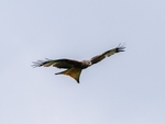Red Kite