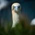 WTF You Lookin' At?
