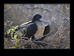 Female frigatebird