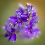 Purple Flowers