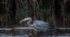 Great Blue Heron fishing