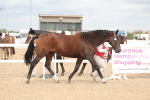 SBM_16977
