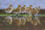 Golden Plover reflection