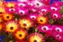 Livingstone Daisies