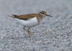 Common Sandpiper
