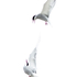 Arctic Terns