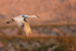 Sandhill Crane flying wings down, Bosque del Apache, New Mexico