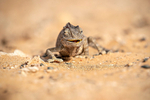 Namaqua Chameleon