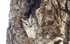 Indian Scops Owl