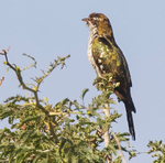 Klass's Cuckoo